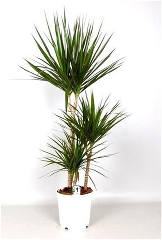 3-dracena-marginata