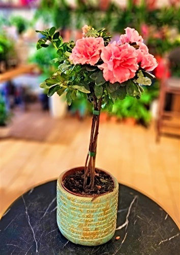 Azalea Cane (Excluding ceramic pot)