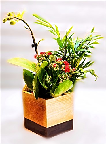 Ahşap saksılı Mini Sarı Orkide, Galanço Bitkisi