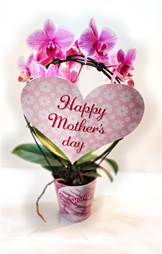 Anneler Günü Özel Kalp Orkide (Sınırlı Sayıda)