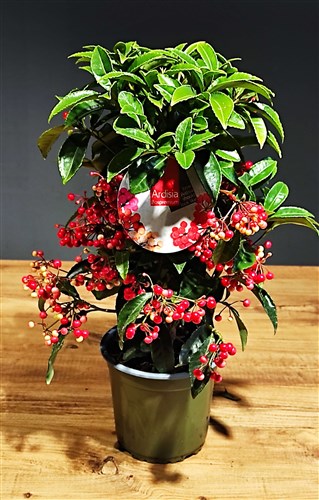 Ardisia Bospremium (45 cm)