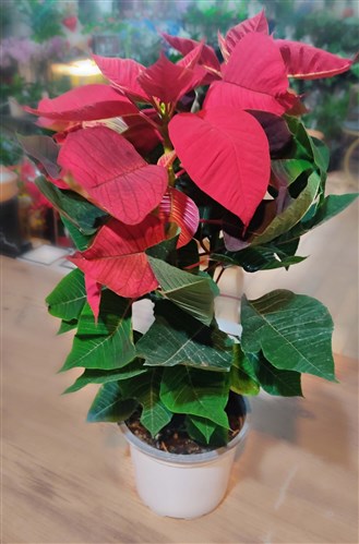 Atatürk çiçeği, Noel yıldızı veya Poinsettia (Orta Boy 45 cm.)