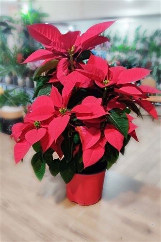Atatürk çiçeği, Noel yıldızı veya Poinsettia (Büyük Boy 65 cm.)