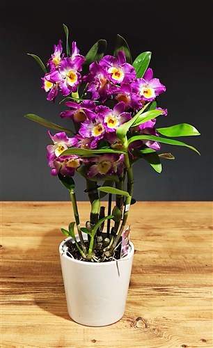 Bambu Orkide (50 cm) Seramik Saksılı