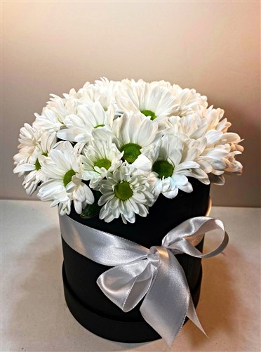 Beyaz Papatya Arajmanı