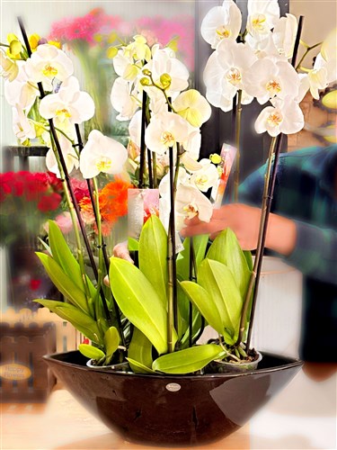 Beyaz Üçlü ve Çift Dallı Orkide Arajmanı (Dekoratif Saksılı)