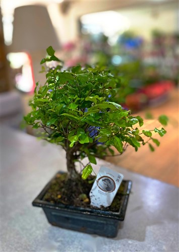Bonsai 1934 (30 cm)