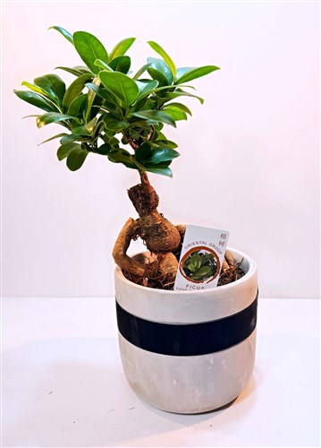 Bonsai 2025 (Büyük Boy)