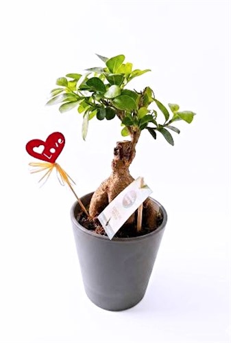 Bonsai Ficus Black 25 cm. (Japon Bodur Ağacı)