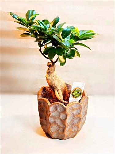 Bonsai Ficus Ginseng (30 cm.)