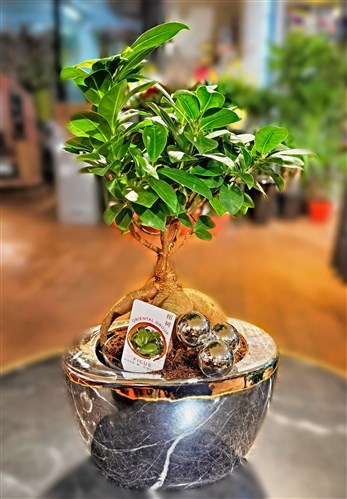 Bonsai New Year 2026 (Seramik Saksılı)