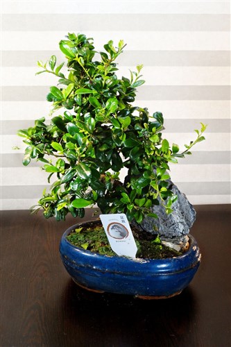 Bonsai Sageretia