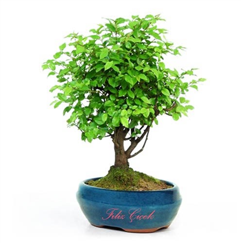 Bonsai Sageretia