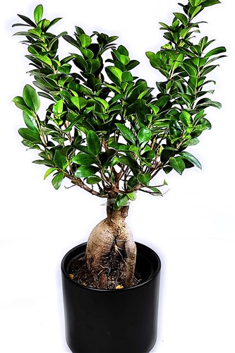 Bonsai Seramik Siyah Saksılı (70 cm)