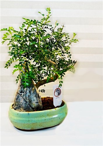 Bonsai Zelkova