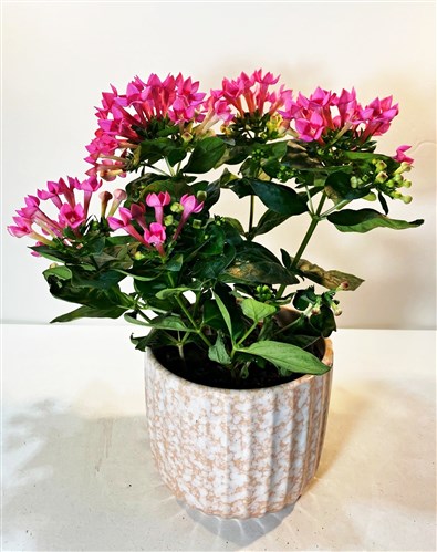 Bouvardia Çiçeği (seramik saksılı)