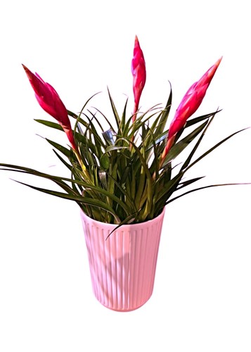 Bromelia (Dekoratif Saksılı)