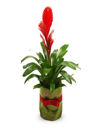 bromelia