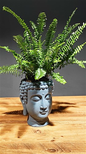 Buda Beton Saksılı Panjur Bitkisi