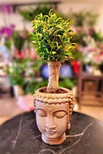 Buda Saksılı Bonsai Ficus