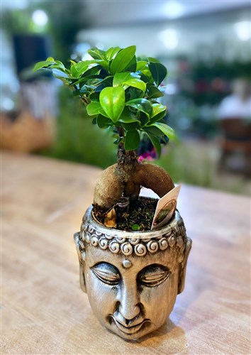 Buda Saksılı Canlı Bonsai