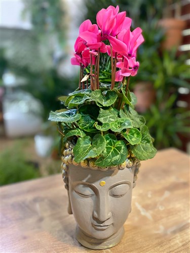 Buda Saksılı Pembe Seklamen