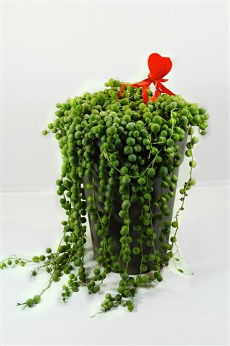 Cactus salkım senecio - İnci Tanesi