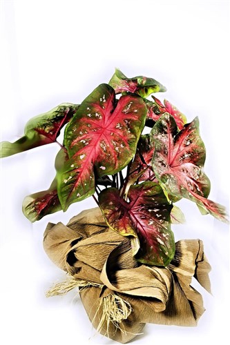 Caladium - Kaladyum