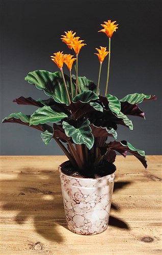 Calathea Crocata (Prayer Flower) - Ceramic