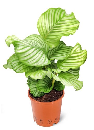 Calathea 50 cm. Büyük boy (Dua Çiçeği)