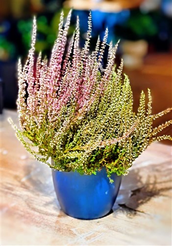 Calluna (Seramik Saksılı)