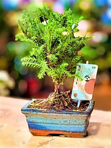 Çam Bonsai