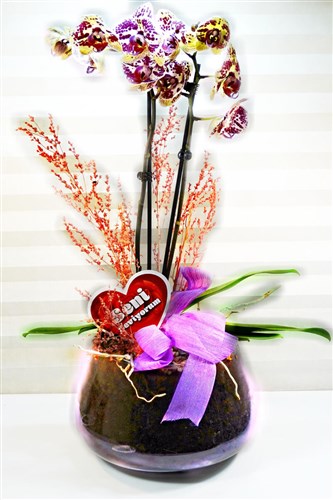 Cam Saksılı Benekli Orkide