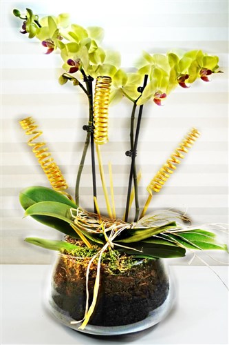 Cam Saksılı Sarı Orkide