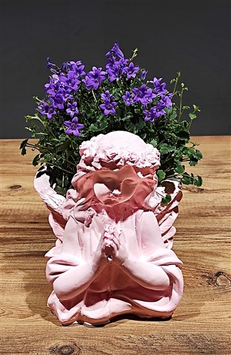 Çan Çiçeği (Campanula - Melek Saksılı)