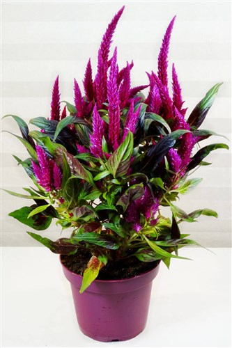 Celosia - Horoz İbiği