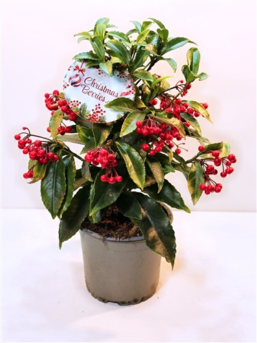 Christmas Berry (alev ağacı familyasından)