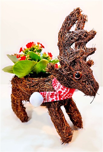 Christmas Karibu ve Galanço Saksı Çiçeği