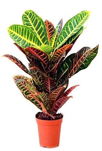 Croton Petra