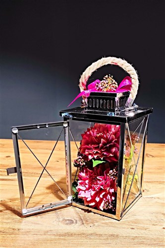 Dahlia Yıldız Çiçeği