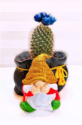 Dekoratif Noel Baba Saksılı Canlı Kaktüs Bitkisi II