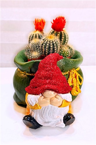 Dekoratif Noel Baba Saksılı Canlı Kaktüs Bitkisi III