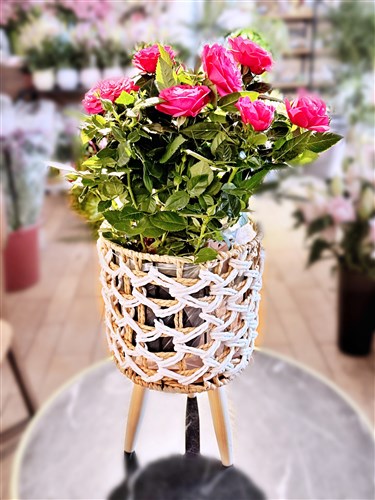 Two Potted Roses in Decorative Pots (Live)