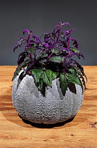 Dekoratif Saksılı Kara Sevda Çiçeği (canlı)