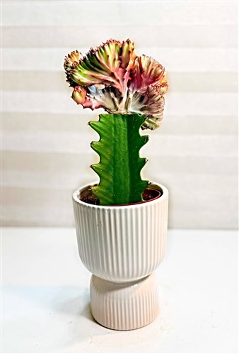 Dekoratif Seramikli Yelpaze Kaktüs (30 cm.)