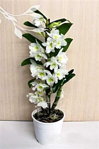 Dendrobium Orkide Beyaz (50 cm)