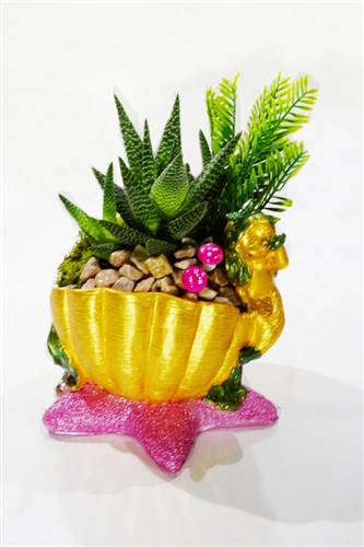 Deniz Kızı Kaktüs Arajmanı