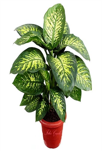 Dieffenbachia