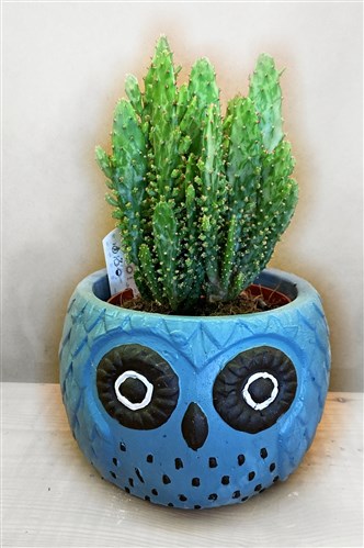 Döküm Baykuş Saksı İçerisinde Canlı Kaktüs