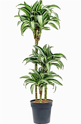 Dracaena Janet 3 lü (Çizgili Yaprak)